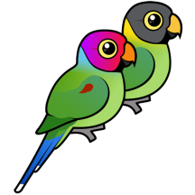 Plum-headed Parakeet Pair