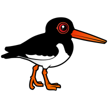 Eurasian Oystercatcher