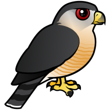 Sharp-shinned Hawk