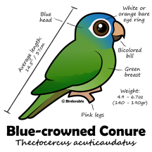 Blue-crowned Conure Statistics