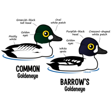 Goldeneye vs Goldeneye
