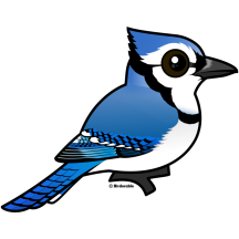 Birdorable Blue Jay