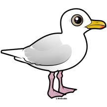 Iceland Gull