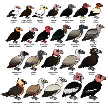 Every Vulture