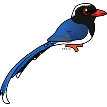 Red-billed Blue-Magpie