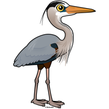 Great Blue Heron