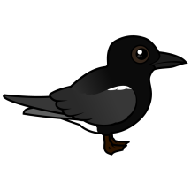 Black Tern