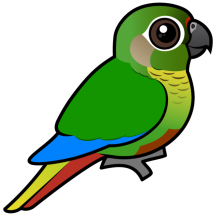Birdorable Maroon-bellied Parakeet
