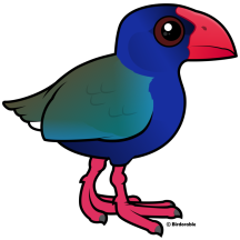 South Island Takahe