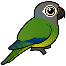 Dusky-headed Parakeet