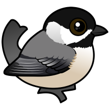 Carolina Chickadee