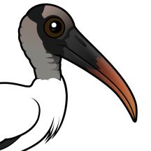 Storks