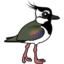 Northern Lapwing