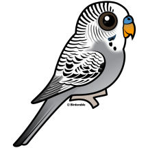 Birdorable Grey Budgie