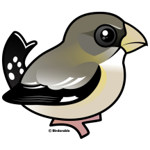 Evening Grosbeak female