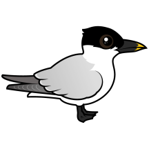 Sandwich Tern