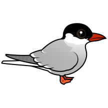 Arctic Tern