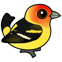 Western Tanager
