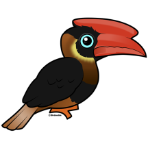 Rufous Hornbill
