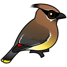 Cedar Waxwing