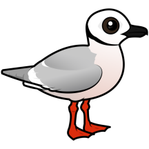 Ross's Gull