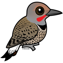 Northern Flicker (red-shafted)