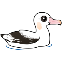 Wandering Albatross
