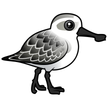 Spoon-billed Sandpiper non-breeding