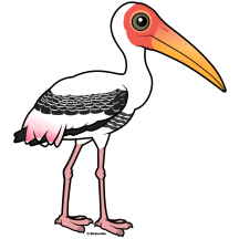 Painted Stork