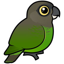 Brown-headed Parrot