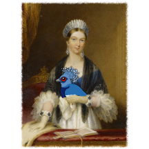 Queen Victoria Crowned Pigeon