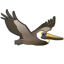 Flying Brown Pelican