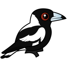 Australian Magpie
