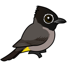 White-spectacled Bulbul