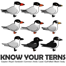 Know Your Terns