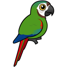 Chestnut-fronted Macaw
