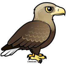 White-tailed Eagle