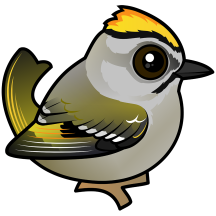 Birdorable Golden-crowned Kinglet