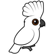Umbrella Cockatoo (raised)