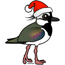 Santa Northern Lapwing