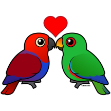 Eclectus Parrots in Love