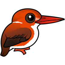 Madagascar Pygmy Kingfisher