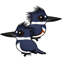 Belted Kingfisher Pair