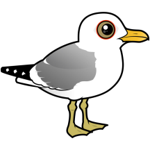 Common Gull