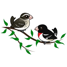 Rose-breasted Grosbeak Couple