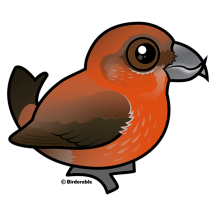 Red Crossbill