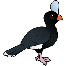 Helmeted Curassow