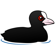 Eurasian Coot