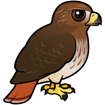 Red-tailed Hawk
