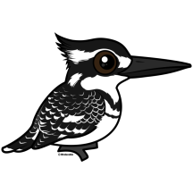 Pied Kingfisher
